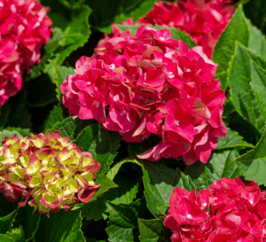Red and yellow-green Hydrangea panicles with bright green foliage