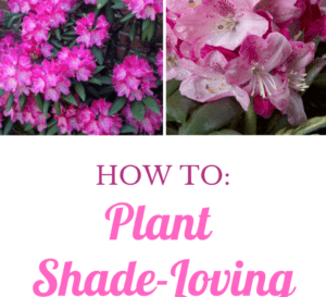 Southern Living Rhododendrons for Shade