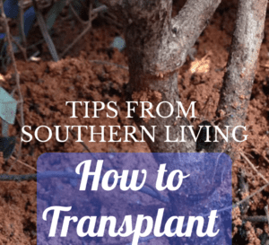 How to Transplant Shrubs