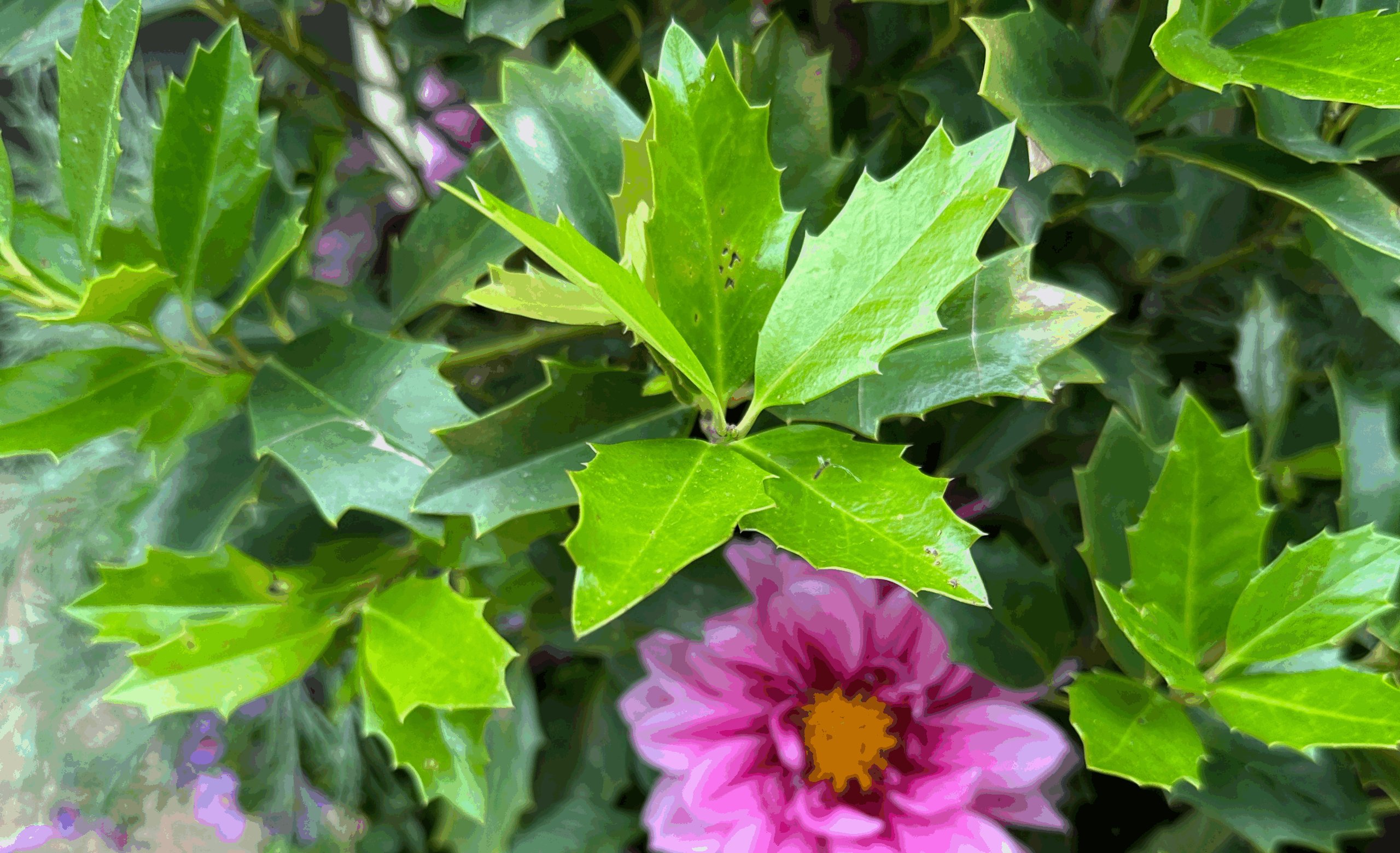 Close-up of glossy green, spiny-edged leaves with new lighter green growth in the center. A bright pink flower is partially visible in the background, adding contrast to the dense foliage.