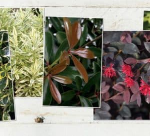Photo collage showing different foliage of Southern Living plants