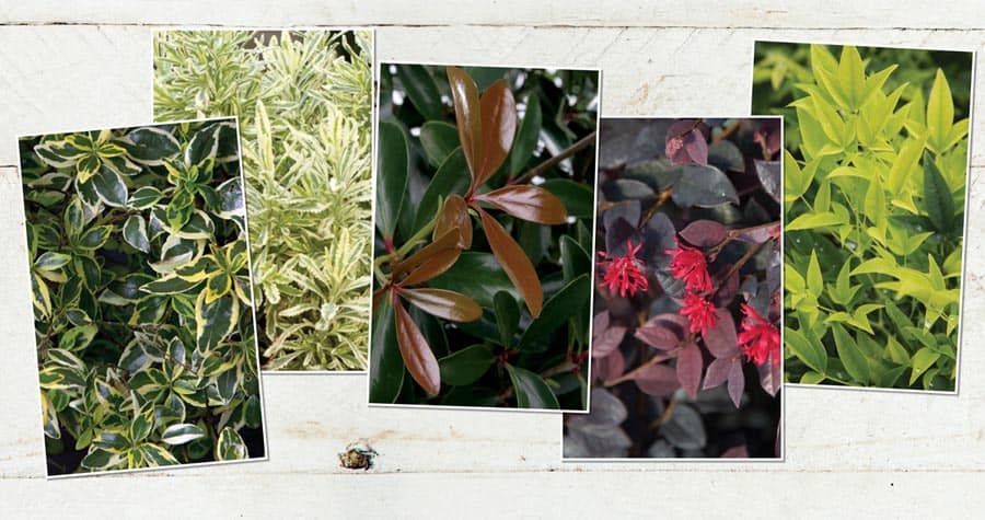 Photo collage showing different foliage of Southern Living plants