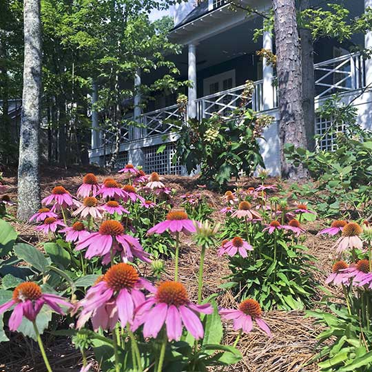 Crazy Pink Echinacea in flowerbed with pine straw in front of a white house