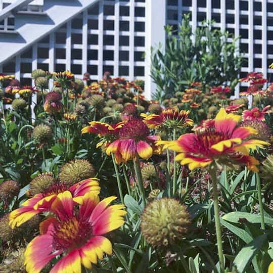 Crazy Pink Echinacea in flowerbed in front of a white house