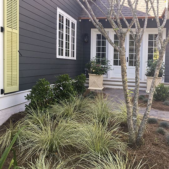 Evergreen grass in flowerbed with pine straw in front of a gray house