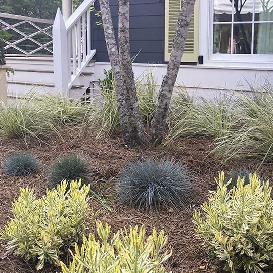 Evergreen shrubs in flowerbed with pine straw and an oak tree in front of a white house