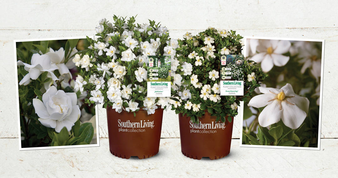 Jubilation Gardenia and ScentAmazing Gardenia in Southern Living Plant Collection brown pot