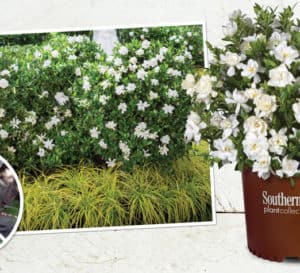 Jubilation Gardenia in Southern Living Plant Collection brown pot