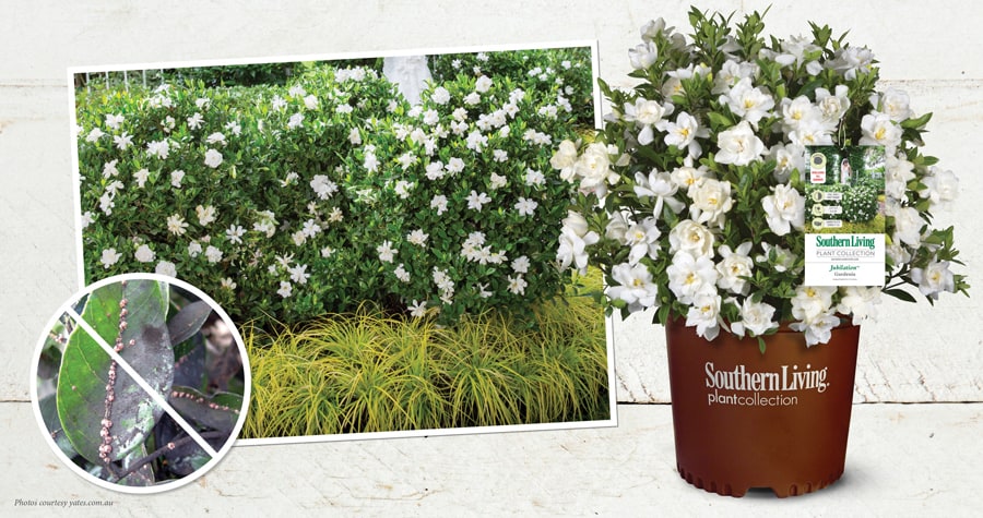 Jubilation Gardenia in Southern Living Plant Collection brown pot
