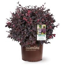 Red Diamond Loropetalum 3 gallon in brown plastic Southern Living plant collection pot