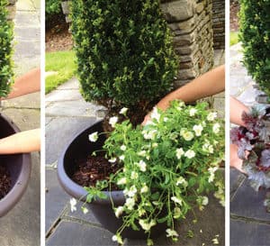 Hands planting boxwood in brown container with mulch, with white flowers
