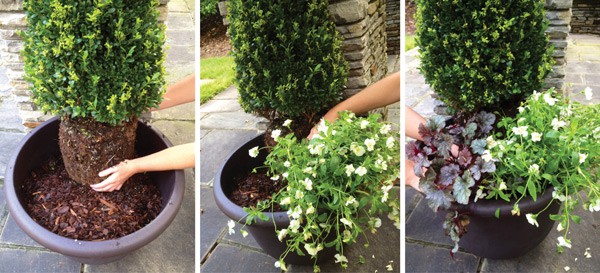 Hands planting boxwood in brown container with mulch, with white flowers