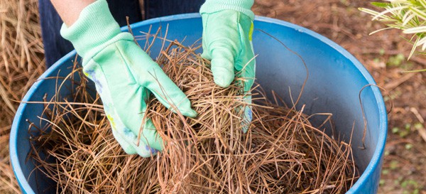 gloved hands holding pine straw from a blue bucket