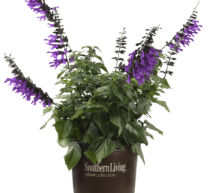 The purple blooms on the dark purple calyxes of Amistad Salvia contrast with its green lush foliage in a brown pot