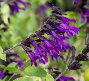 The purple blooms on the dark purple calyxes of Amistad Salvia contrast with its green lush foliage