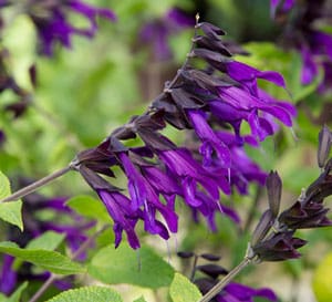The purple blooms on the dark purple calyxes of Amistad Salvia contrast with its green lush foliage