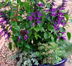 The purple blooms on the dark purple calyxes of Amistad Salvia contrast with its green lush foliage in a blue planter