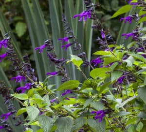 Salvia Amistad in garden