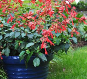 The fiery-red blooms on the red calyxes of Ember's Wish Salvia contrast with its green lush foliage in a blue planter