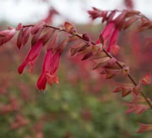 The fiery-red blooms on the red calyxes of Ember's Wish Salvia contrast with its green lush foliage