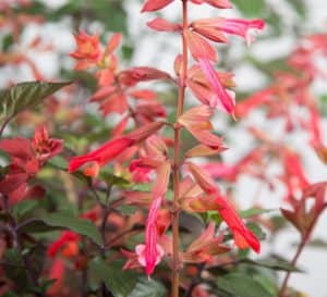 The fiery-red blooms on the red calyxes of Ember's Wish Salvia contrast with its green lush foliage