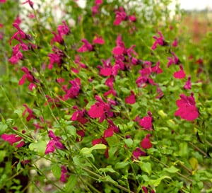Killer Cranberry Salvia's cranberry-red blooms on medium green foliage