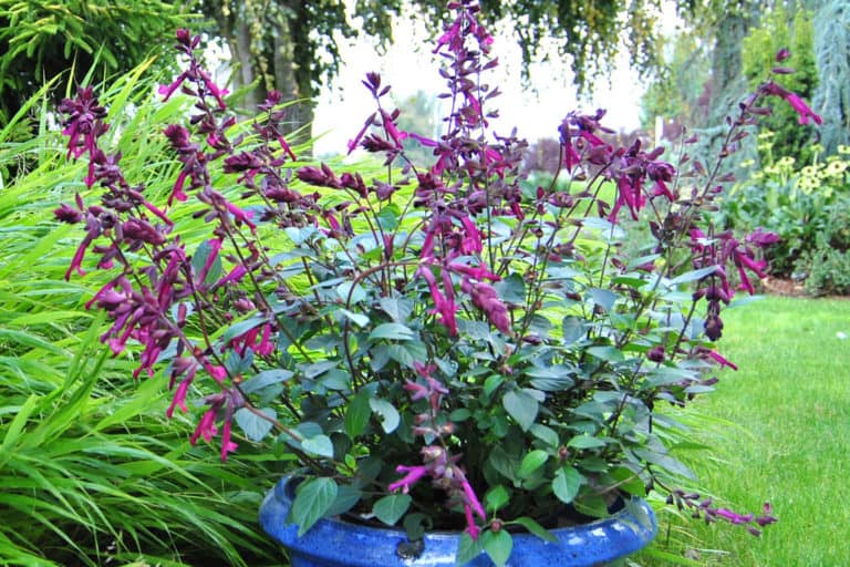 Love and Wishes purple blooms and darker calyxes are beautiful in a bright blue ceramic pot set in a garden