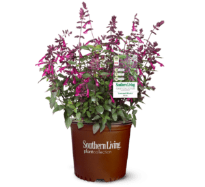 Salvia Love and Wishes blooms are bright in contrast to its medium green, lush and full foliage