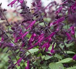 Salvia Love and Wishes blooms are bright in contrast to its medium green, lush and full foliage