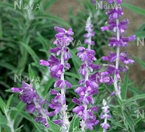 Salvia Mexican Bush blooms are bright in contrast to its medium green, lush and full foliage