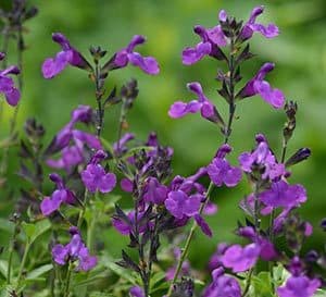 Salvia Mirage Violet blooms are bright in contrast to its medium green, lush and full foliage