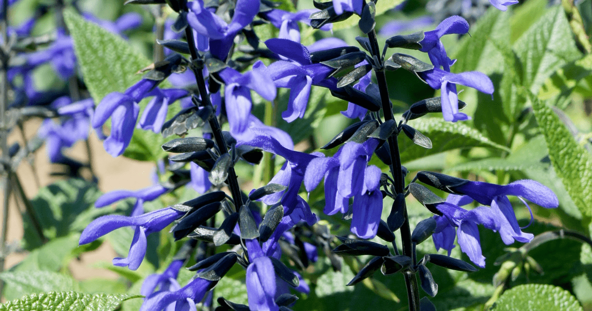salvia nectar blue