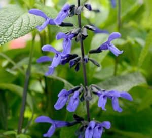 Salvia Mystic Spires blooms are bright in contrast to its medium green, lush and full foliage