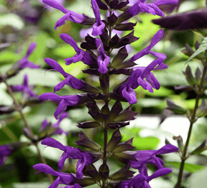 Salvia Nectar Purple
