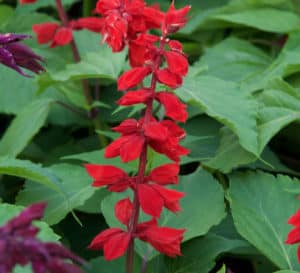 Saucy Red Salvia blooms are bright in contrast to its medium green, lush and full foliage