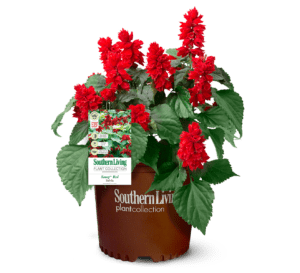 Red blooms and green foliage are a beautiful color combo on this Salvia—Saucy Red