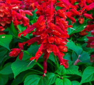 sizzling scarlet-red flower spikes with green foliage