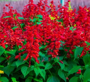 Bright red Salvia blooms rising tall above bright green healthy foliage