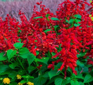 Bright red Salvia blooms rising tall above bright green healthy foliage