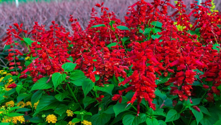 Saucy™ Red Salvia