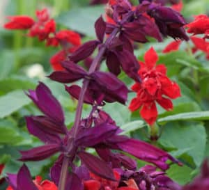 Wine colored calyxes of Saucy™ Wine Salvia stand prominently amongst medium green foliage