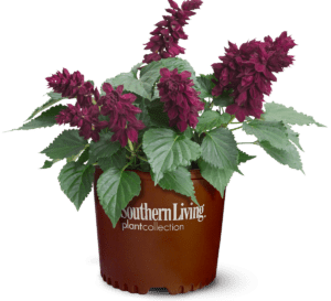 saucy wine salvia in brown Southern Living Plant Collection container