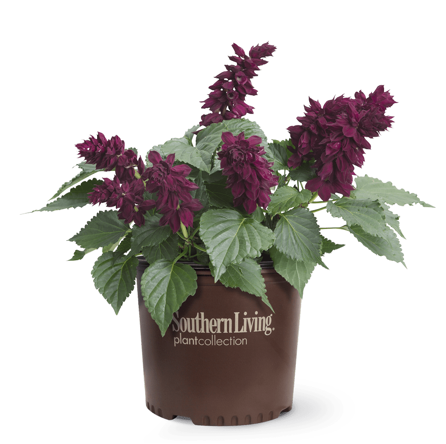 saucy wine salvia in brown Southern Living Plant Collection container