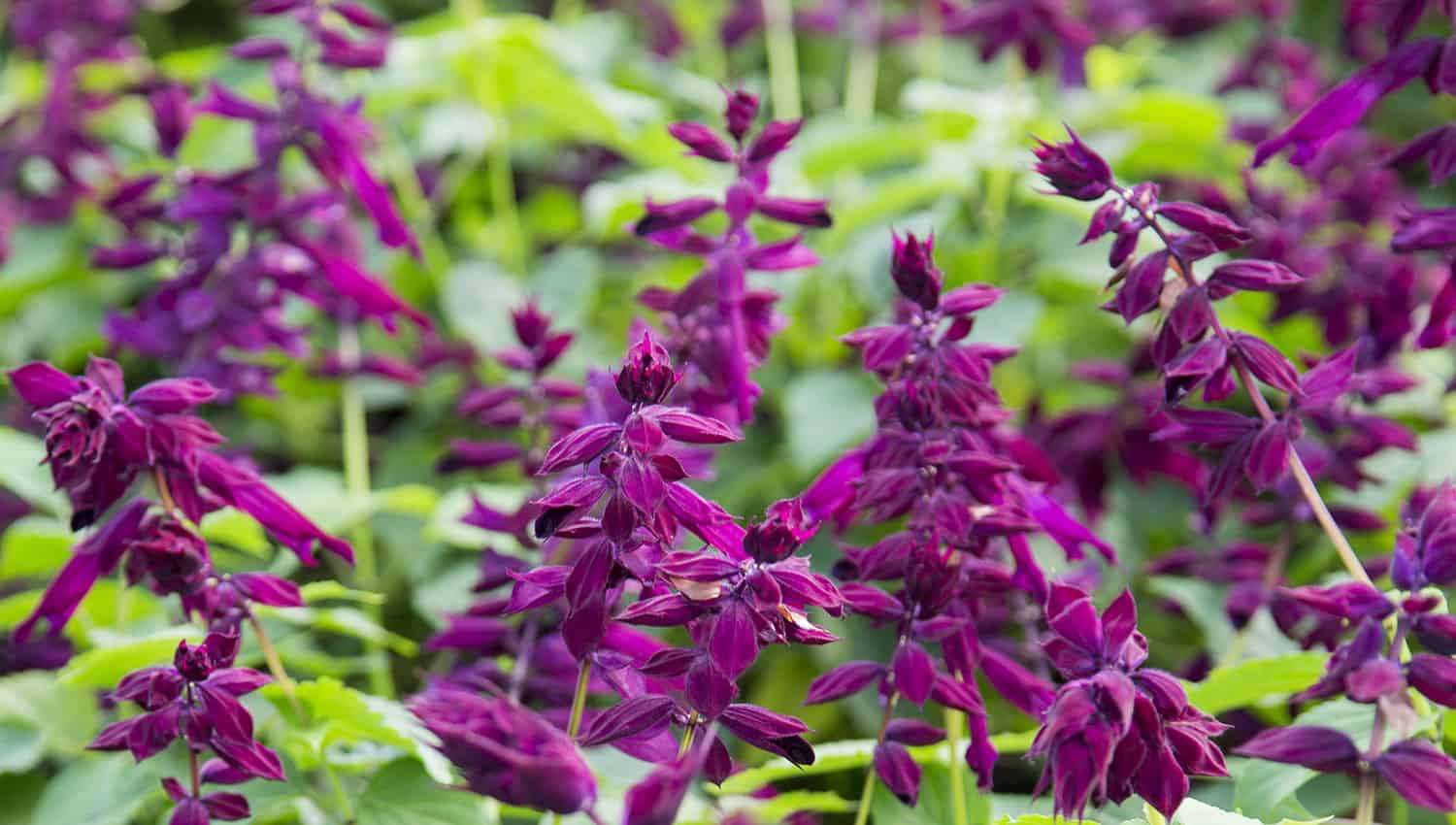 Wine colored calyxes of Saucy™ Wine Salvia stand prominently amongst medium green foliage