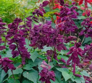 perennial grown for its velvety burgundy-red flower spikes and lush green foliage, Saucy Wine blooms continuously from April to November
