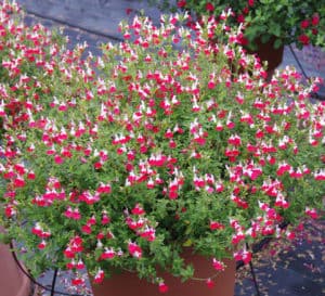 Little Kiss Salvia white blooms with a red edge cover the sprawling medium green foliage in its terra cotta pot