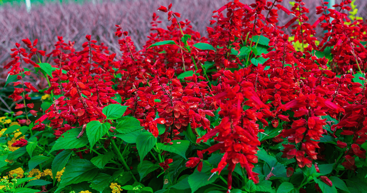 Saucy Red™ Salvia with vibrant red flower spikes and lush green foliage, creating bold, pollinator-friendly color in a sunny garden bed