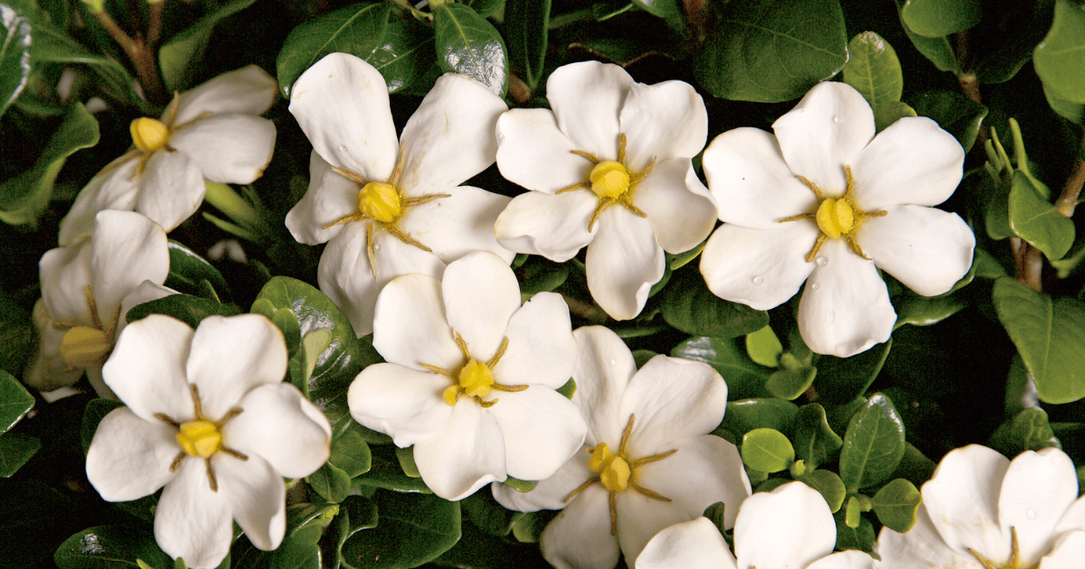 ScentAmazing® Gardenia with creamy white fragrant blooms and glossy evergreen foliage, adding classic elegance to a garden landscape