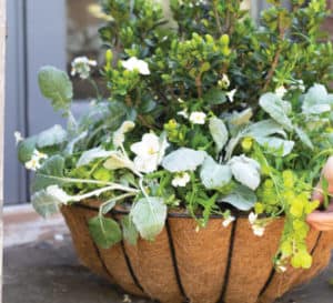 Mixed plant hanging basket with ScentAmazing Gardenia