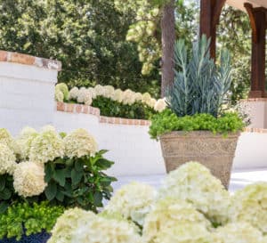 Decorative container of Skyscraper Senecio succulent on a porch surrounded by White Wedding Hydrangea blooms